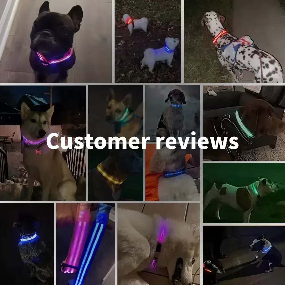 LED Safety Dog Collar – USB Rechargeable, Adjustable & Reflective Night Light