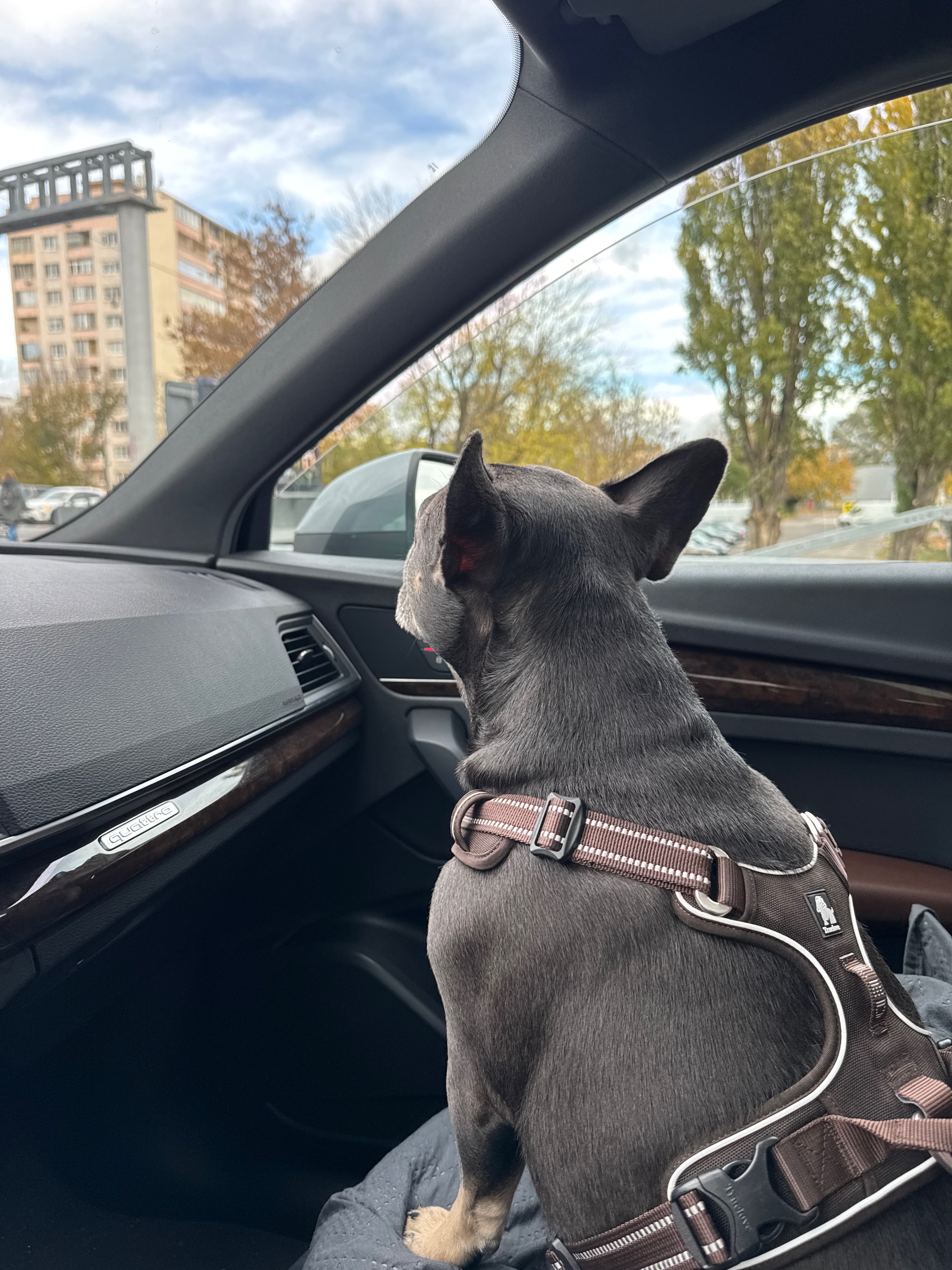 Premium Leather Dog Harness & Leash Set – Adjustable Comfort Fit