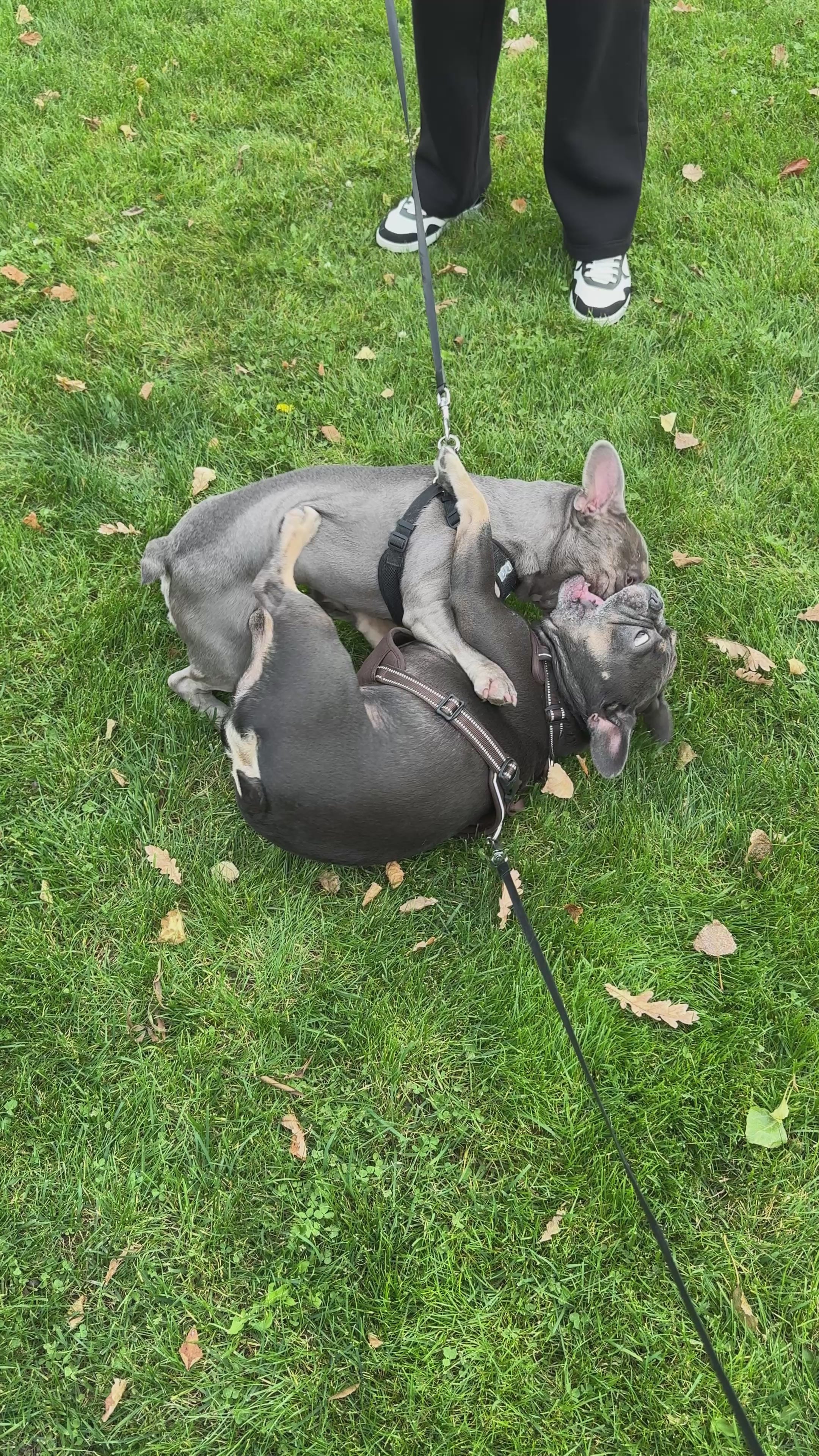 Premium Leather Dog Harness & Leash Set – Adjustable Comfort Fit